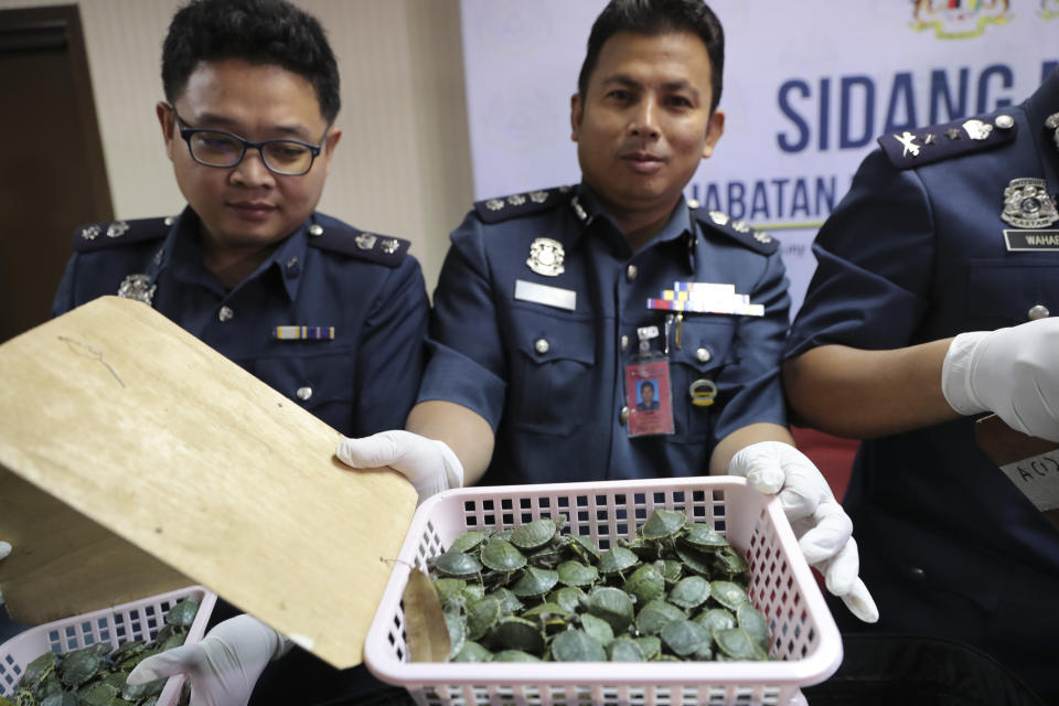 Customs officials display seized turtles at the customs office Wednesday, June 26, 2019, in Sepang, Malaysia. Two Indian citizens were arrested due to smuggling attempt into the country on a flight from Guangzhou, China with thirty-two small boxes packed with 5,225 red-eared slider turtles. (AP Photo/Vincent Thian)