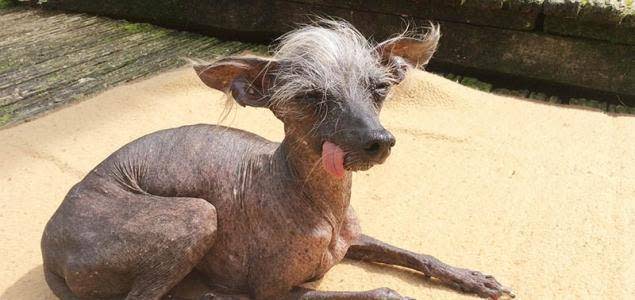 Sub woofer: a dog-ugly pooch from 'The World's Ugliest Pets' (ITV)