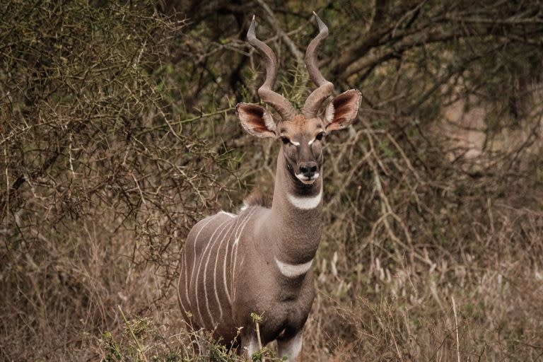 La reserva Selenkay en el borde del Parque Nacional Amboseli, en el sur de Kenia, cuenta con elefantes, jirafas, antílopes y leones. En la foto un kudú menor