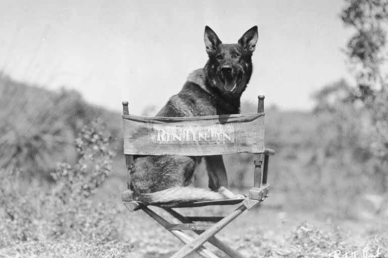 Rin-Tin-Tin, una estrella de Hollywood en los años 20