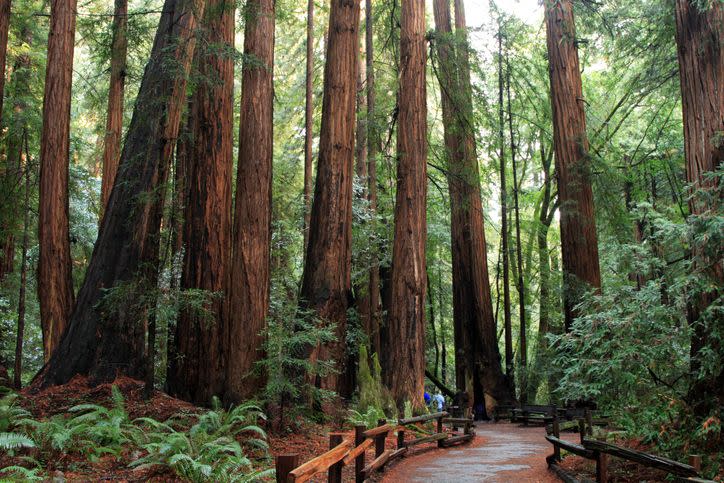 4) Muir Woods National Monument — California