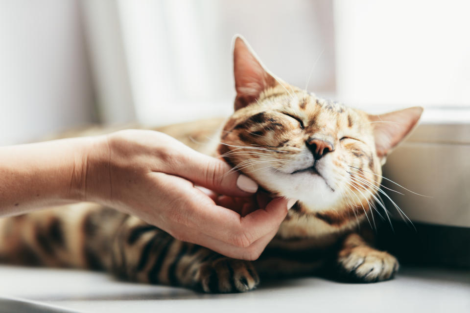 Viele Katzen lieben es, gekrault zu werden – und zeigen ihre Wohlgefühl durch lautes, sonores Schnurren. (Bild: Getty Images)