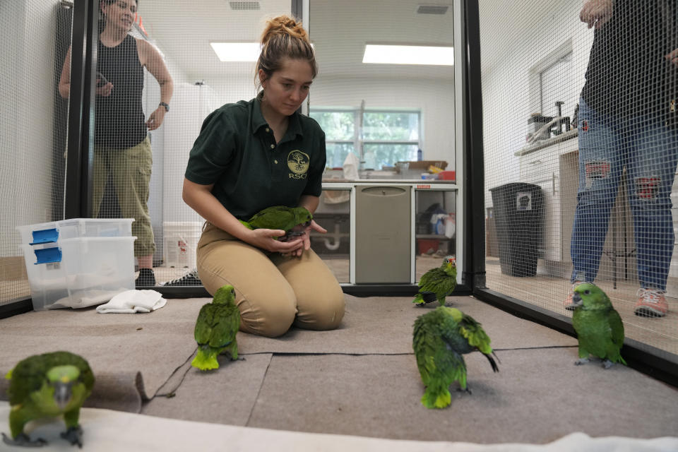 Carolyn Page Smith, an animal care specialist with the Rare Species Conservatory Foundation, tends to young yellow-naped and red-lored Amazon parrots in Loxahatchee, Fla., Friday, May 19, 2023. According to a criminal complaint, a smuggler was caught with 29 parrot eggs at Miami International Airport in late March when the eggs began hatching in his carry-on bag while in transit. The RSCF is raising the 24 surviving parrots while looking for a long-term home for the birds. (AP Photo/Rebecca Blackwell)