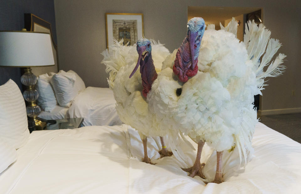 Corn, left, and Cob, two turkeys from Iowa who will attend the annual presidential pardon, hang out inside their hotel room at the Willard Hotel, Monday, Nov. 23, 2020, in Washington. (AP Photo/Jacquelyn Martin)