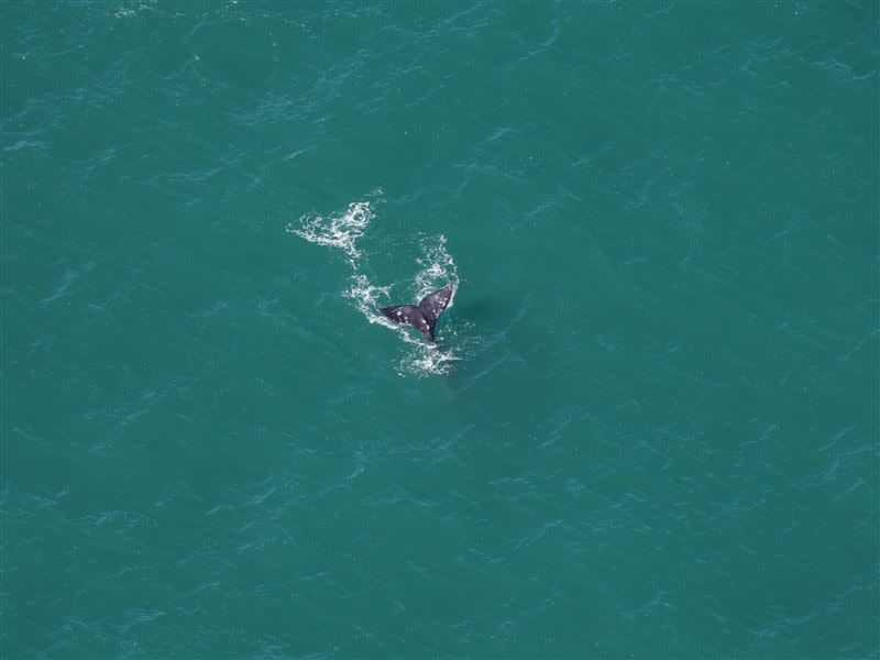 灰鯨再次現蹤大西洋引發外界震驚。（圖／翻攝自New England Aquarium臉書）