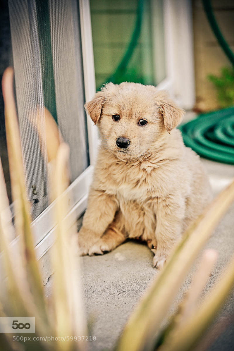 Henry was ready to come inside. He was looking a little forlorn.