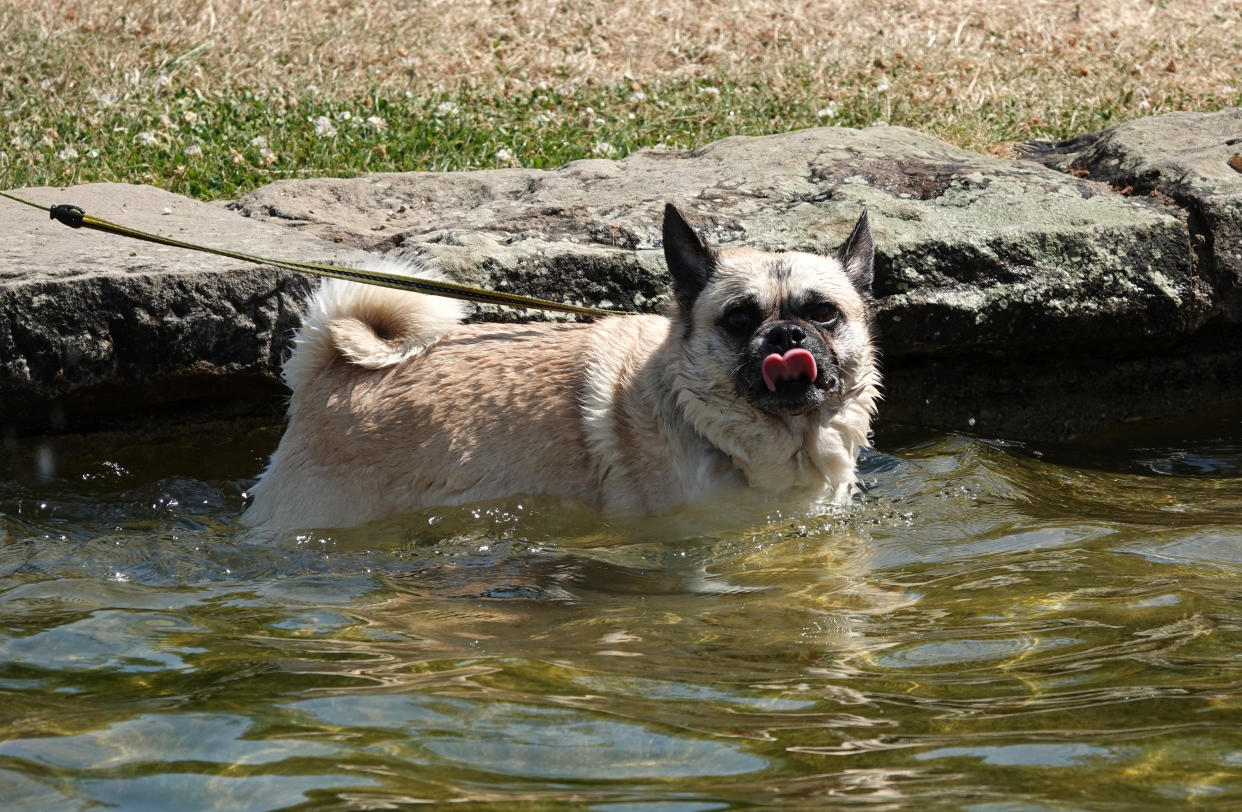 A dog cools off in front of the Viersen train station in Germany.