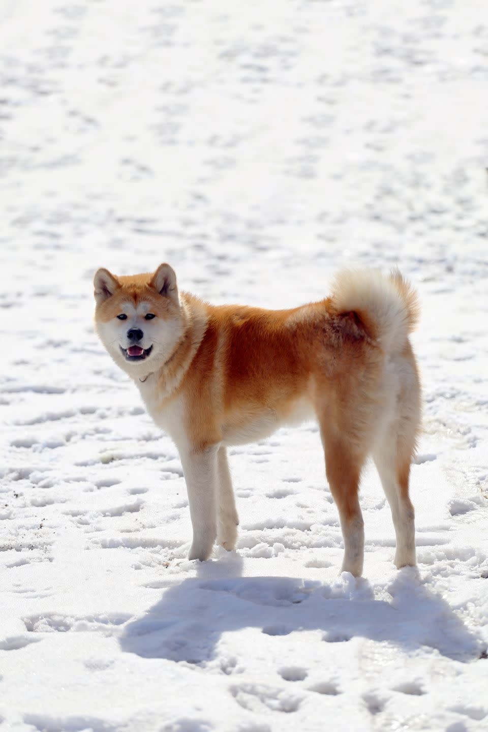 akita inu