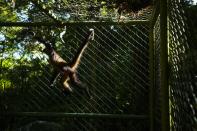 A spider monkey swings inside a cage at a Ministry of Environment rehabilitation center that protects wild animals rescued from illicit trafficking networks, in Panama City, Friday, Sept. 23, 2022. Black-handed spider monkeys are listed in the most endangered category of international species, and Panama's Ministry of Environment say they are in "critical danger." Trade in the monkeys is permitted only in exceptional circumstances. (AP Photo/Arnulfo Franco)