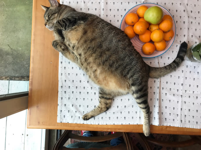 overweight cat primordial pouch