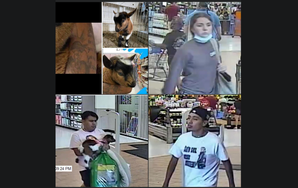Images of three people and a tatooed arm that The Grays Harbor Sheriff’s Office connected with the theft of a 3-month old goat from the Grays Harbor County Fair. Deputies announced they arrested one of these individuals and recovered the goat on Tuesday.