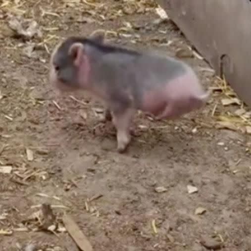 Miracle's breeder has plans to construct a special wheelchair to help him get around. YouTube/Colorado Cutie Pigs