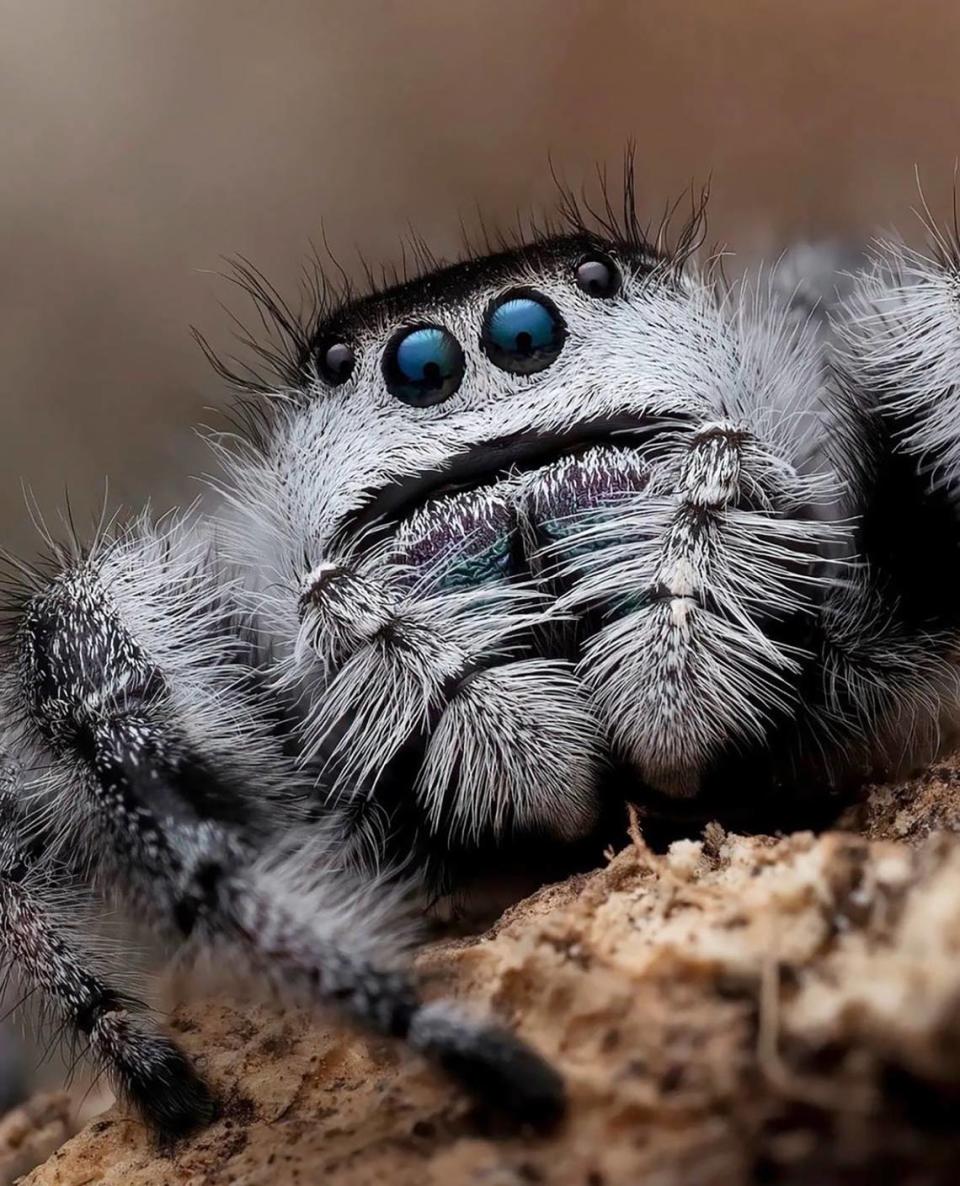 Jumping spider, taken by Erik Long of Sonora, placed first in the adult wildlife category in a 2023 contest sponsored by the Central Sierra Environmental Resource Center.