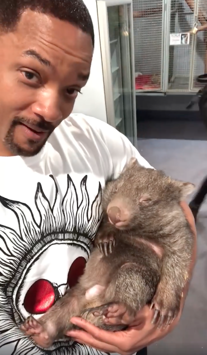 Will became rather attached to a sleeping wombat. Source: Facebook / Will Smith