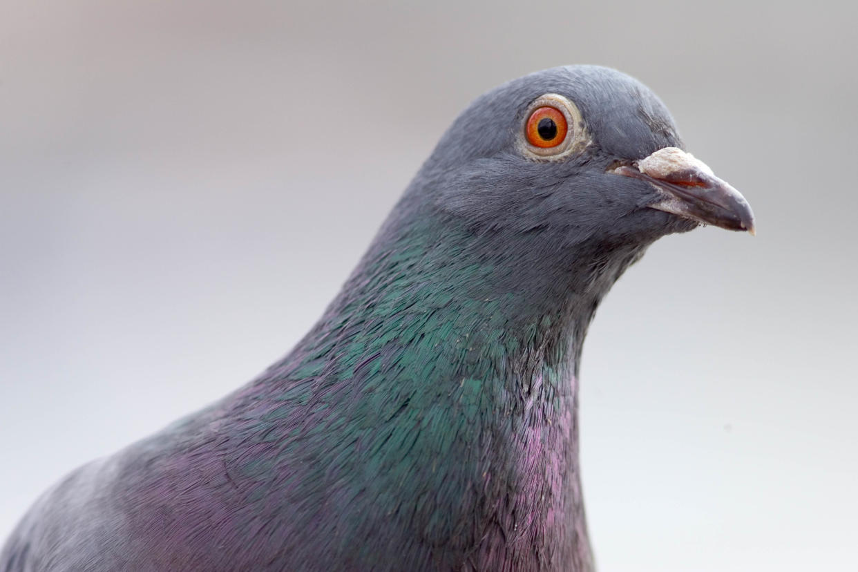  Pigeon looking into the camera 