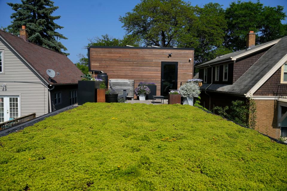 The roof of Juli Kaufmann and Mike Maschek's home in Riverwest is covered with sedum plants, as seen on June 19, 2023.