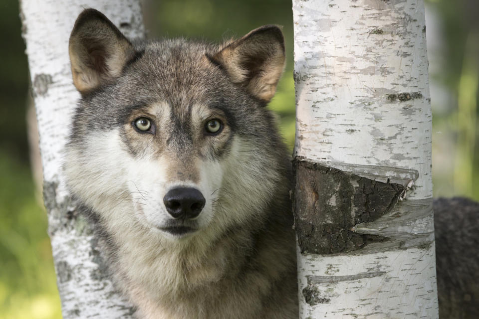 The gray wolf or grey wolf (Canis lupus) is a canid native to the wilderness and remote areas of North America, Eurasia, and North Africa. It is the largest member of its family, with males averaging 43-45 kg (95-99 lb), and females 36-38. 5 kg (79-84. 9 lb). It is similar in general appearance and proportions to a German shepherd, or sled dog, but has a larger head, narrower chest, longer legs, straighter tail and bigger paws. Its winter fur is long and bushy, and predominantly a mottled gray in colour, although nearly pure white, red, or brown to black also occur.