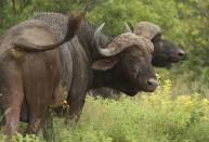 A Cape Buffalo, reputed as one of Africa's most dangerous animals due to its unpredictable temperament, in Kruger National Park in Skukuza, South Africa.