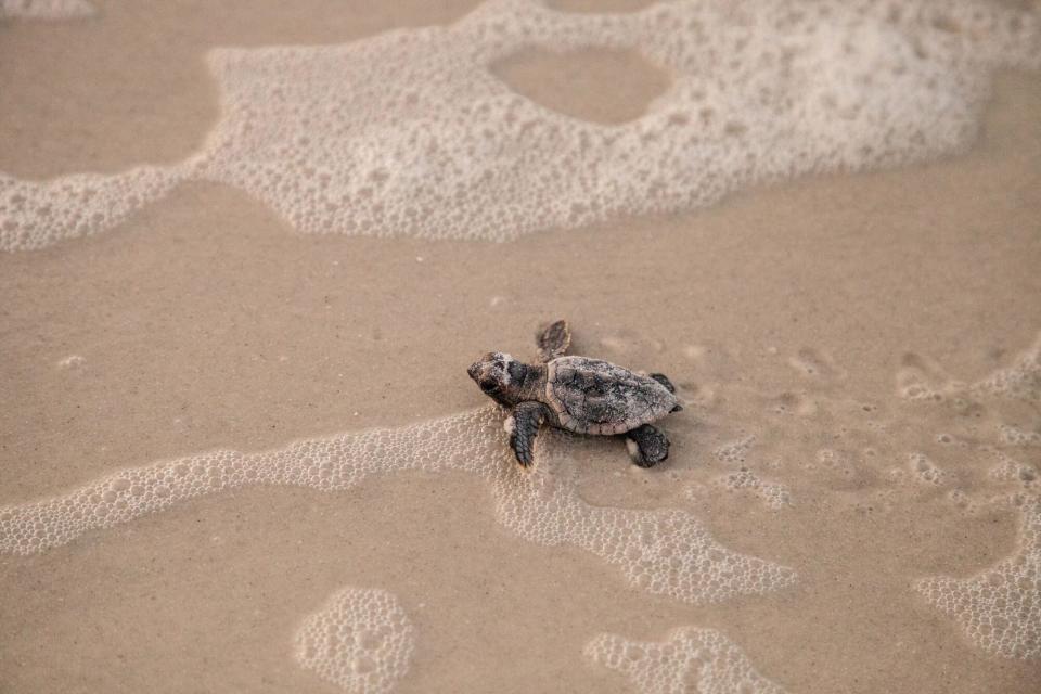 sea turtle