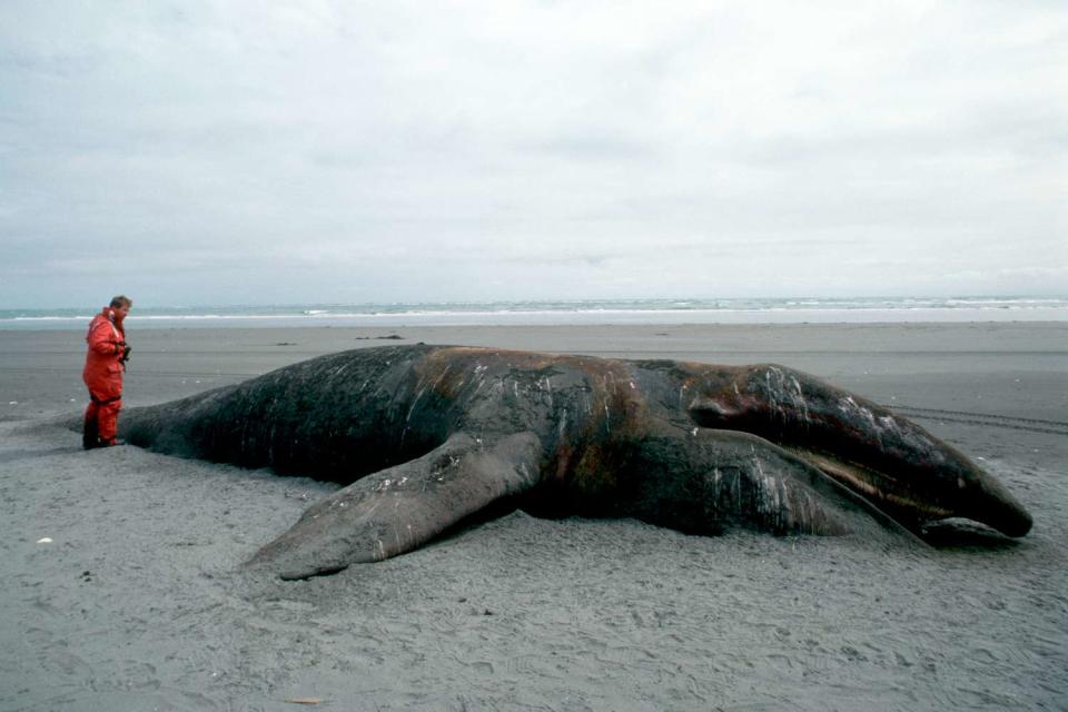 <p>Natalie Fobes/CORBIS/Corbis via Getty</p> Gray whale lies on the beach of Kodiak Island in Alaska.