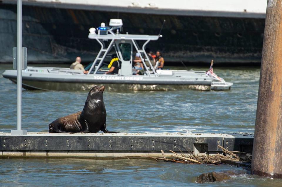 A sea lion sits up as a boat passes on the Sacramento River in Old Sacramento in 2023.