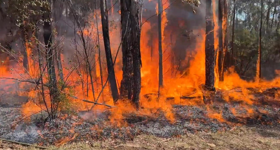 A photo of trees on fire as part of a hazard reduction blaze at Warragamba, west of Sydney, last week. 