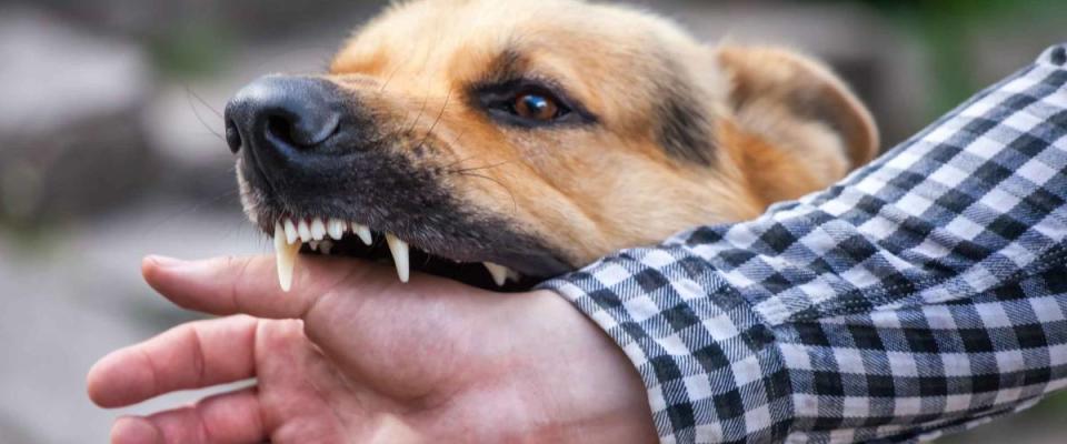 A male German shepherd bites a man by the hand.