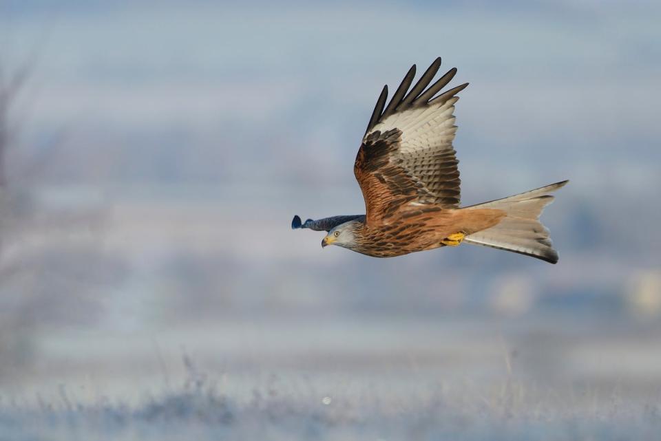 Red kite flying over frosty landscape (Ben Andrew/RSPB/PA)