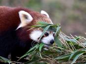 FILE PHOTO: A Red Panda eats bamboo at the Manor Wildlife Park, near Tenby, Pembrokeshire, Wales