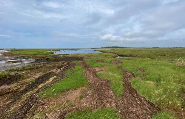 The area includes P.E.I.'s largest uninterrupted salt marsh. (Nature Conservancy of Canada - image credit)