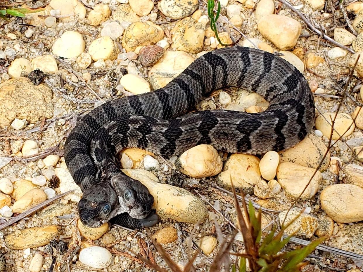 Look at his little faces! Double Dave, the two-headed timber rattlesnake, was born in the wild in August and is now being cared for by reptile experts: AP