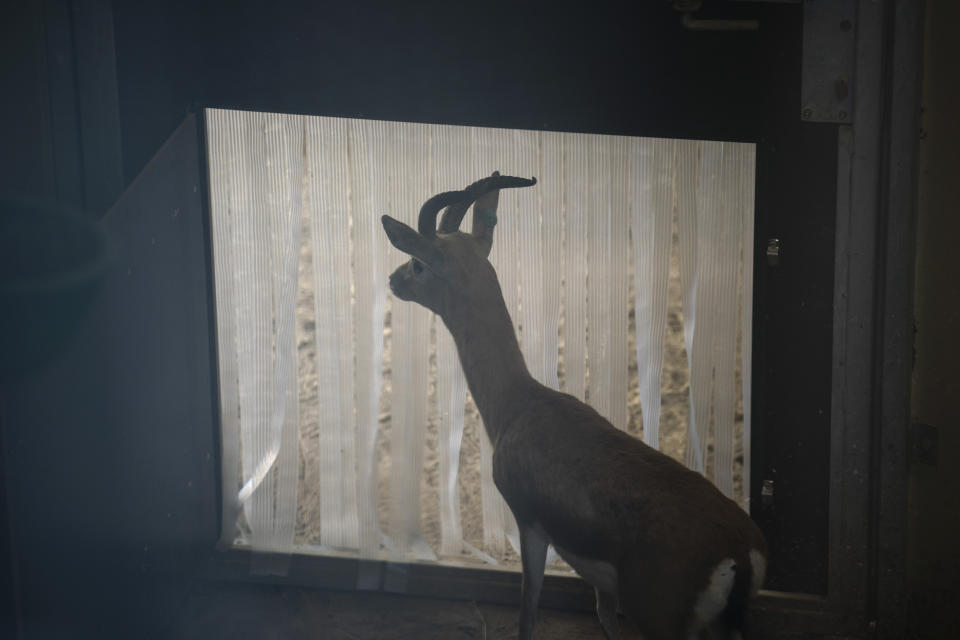 In this Wednesday, May 15, 2019 photo, a male Saharan Dorcas gazelle looks outside from the indoor area of her enclosure at the zoo in Barcelona, Spain. Animal rights activists in Barcelona are celebrating a victory after the Spanish city ordered its municipal zoo to restrict the breeding of captive animals unless their young are destined to be reintroduced into the wild. (AP Photo/Renata Brito)