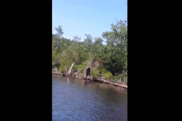 Video: Bigfoot spotted at fishing hotspot in Virginia