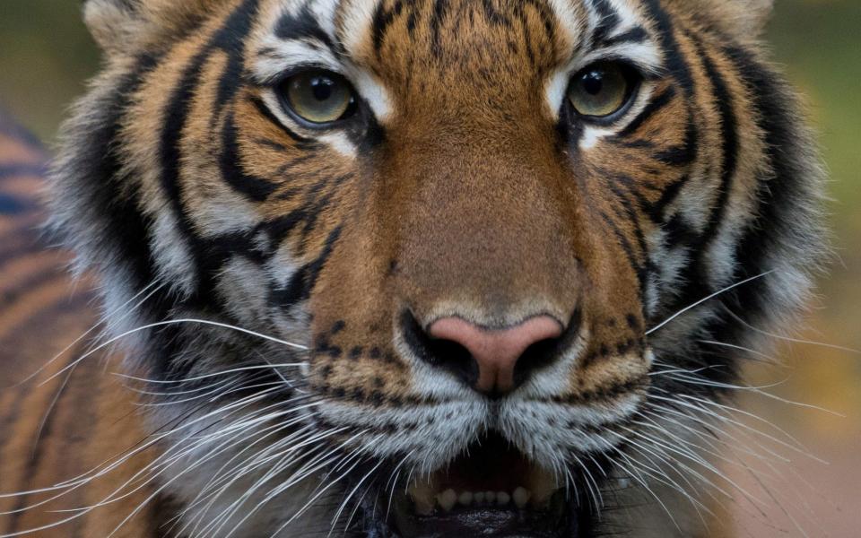 Tigers are being kept as pets in the UK - Reuters