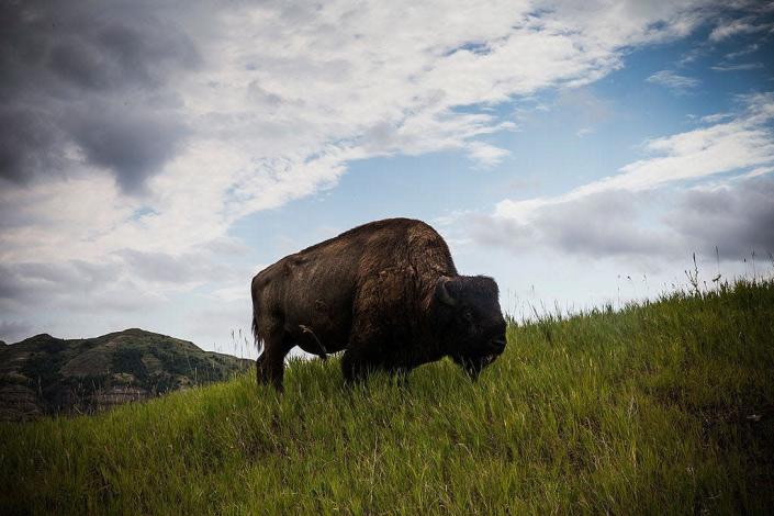 WATFORD CITY, ND - JULY 29:  A buffalo is seen in Theodore Roosevelt National Park outside Watford City, North Dakota. North Dakota has been experiencing an oil boom in recent years, due in part to new drilling techniques including hydraulic fracturing and horizontal drilling. In April 2013, The United States Geological Survey released a new study estimating the Bakken formation and surrounding oil fields could yield up to 7.4 billion barrels of oil, doubling their estimate of 2008, which was stated at 3.65 billion barrels of oil. (Photo by Andrew Burton/Getty Images)