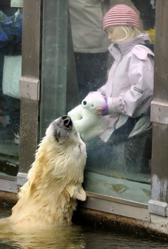 Polar bear Knut interacts with six-year-old visitor Nane and her cushy polar bear "Knut" at the Tiergarten zoo in Berlin in 2010