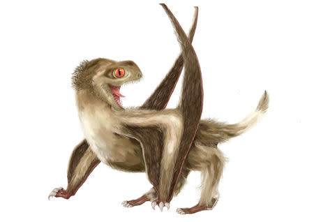 A Daohugou pterosaur, with four different feather types over its head, neck, body, and wings, and a generally ginger-brown color, based on Jurassic Period fossils unearthed in China, is seen in this illustration handout, released from University of Bristol, in Bristol, United Kingdom on December 14, 2018. Courtesy Yuan Zhang/Handout via REUTERS