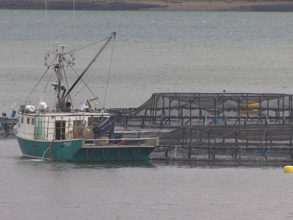 Cooke's 20-cage salmon farm at Rattling Beach has been operating outside the original — and much smaller — lease boundary for many years. On Friday, Cooke Aquaculture won approval for a boundary expansion at its salmon farm outside Digby, N.S. (CBC - image credit)