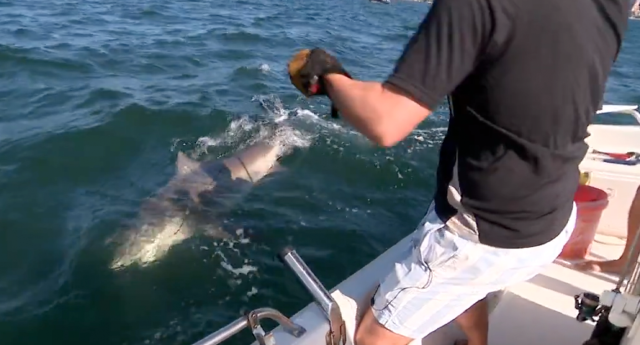 Fishermen reel in big bull shark near site of Sydney Harbour attack