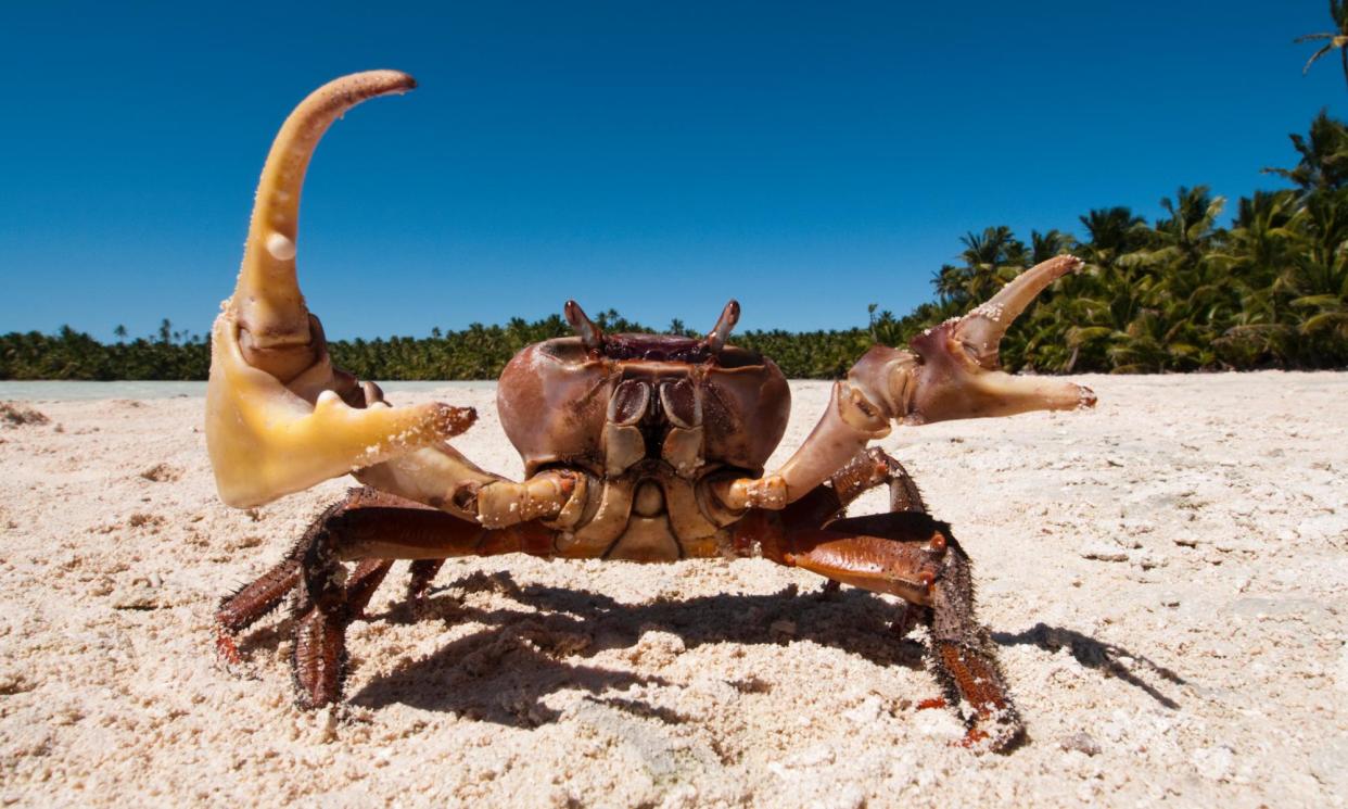 <span>Why <em>did</em> the crab cross the road? </span><span>Photograph: Pete Atkinson/Getty Images</span>