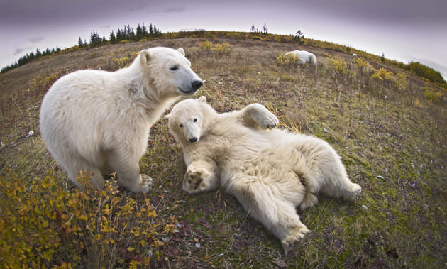 <b>Frozen Planet, BBC One, Wed, 9pm</b><br><b>Episode 4</b><br><br>Young polar bears relaxing on ground. Hudson Bay, Canada. Frozen Planet captured a surprisingly playful and sociable side of polar bears.