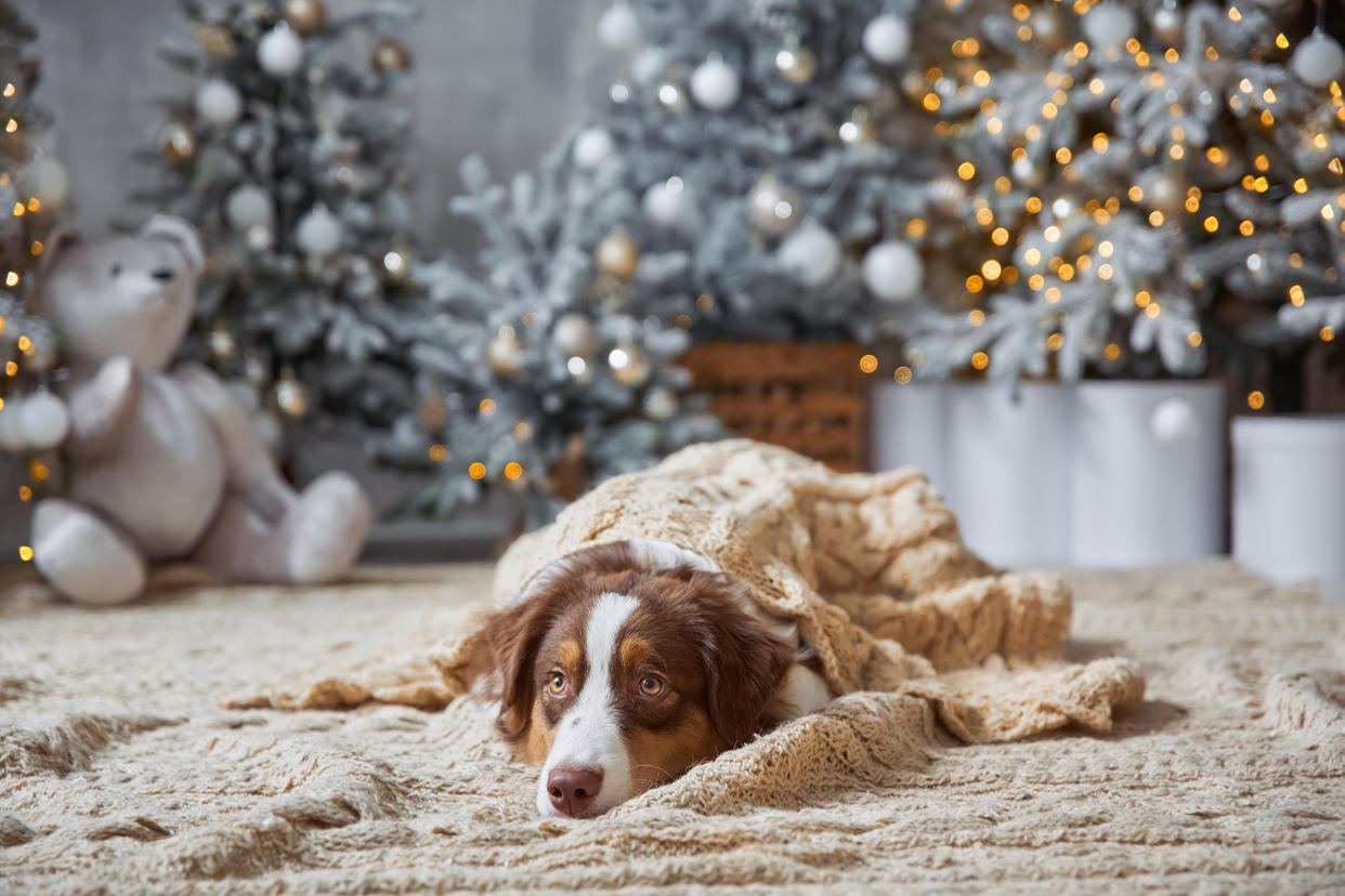 A tri-colored Australian Shepherd