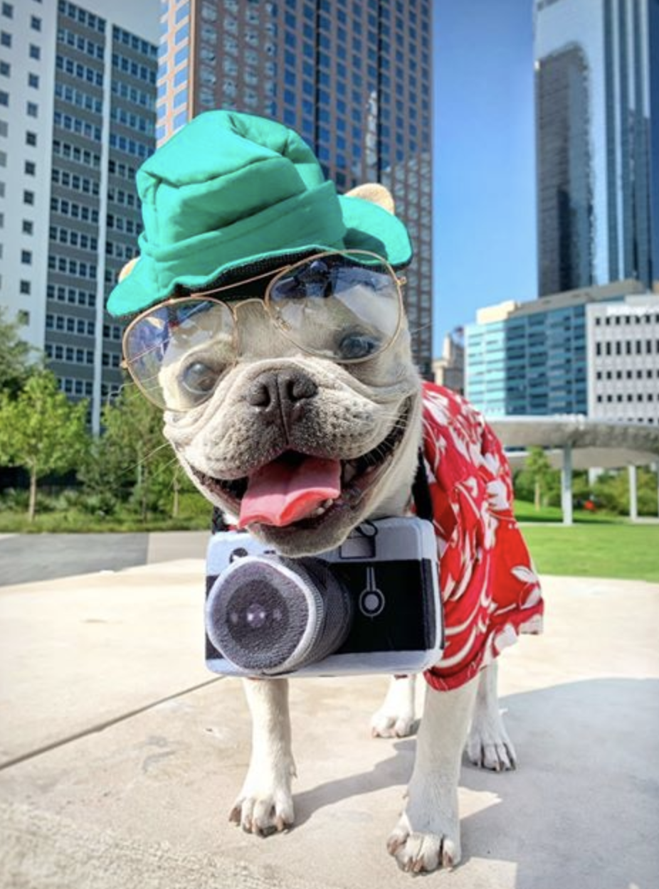 Tourist Dog Costume