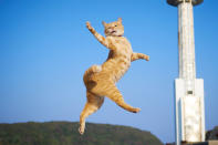 <p><span>Using his own rapid-fire reactions, Hisakata Hiroyuki photographs the lovable cats flying through the air, their legs and paws outstretched, like something out of an action movie. </span>(Photo: Hisakata Hiroyuki/Caters News) </p>