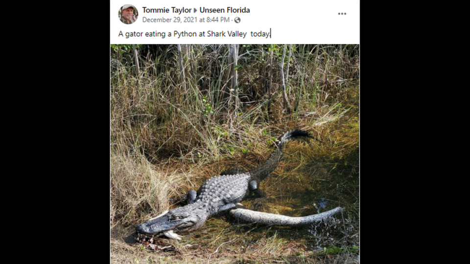 An alligator is being cheered on social media after it was photographed eating an invasive python in the Shark Valley area of the Everglades.
