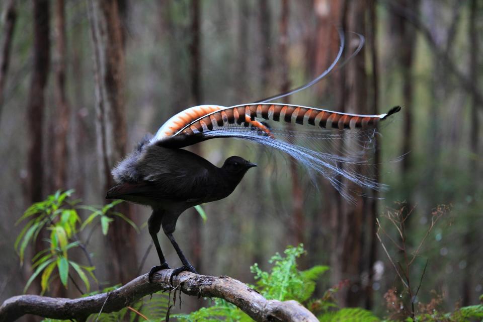 The lyrebird can mimic almost any sounds it hears — including chainsaws.