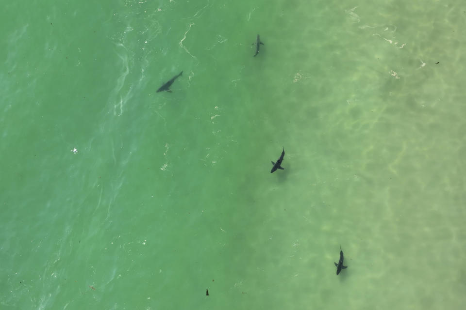 In this drone image provided by researchers with the Shark Lab at Cal State Long Beach, shows an aggregation of juvenile white sharks swimming along the Southern California coastline, May 30, 2023. Researchers at California State University, Long Beach, used drones to study juvenile white sharks and how close they swim to humans in the water. There were no reported shark bites in any of the 26 beaches surveyed between January 2019 and March 2021. (Carlos Gauna/CSULB Shark Lab via AP)