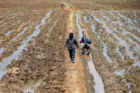 FILE PHOTO: People work in a field just outside Pyongyang, North Korea May 4, 2016. REUTERS/Damir Sagolj/File Photo