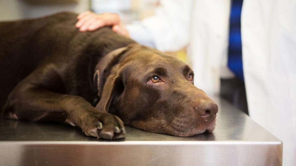 Pet owners can talk with veterinarians about anxiety medications.