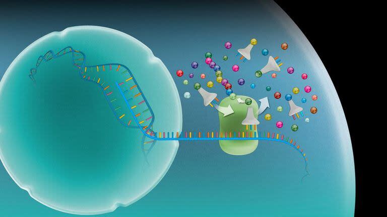 El ARN, a partir de la información genética del ADN, genera las proteínas que desempeñan funciones críticas en el cuerpo